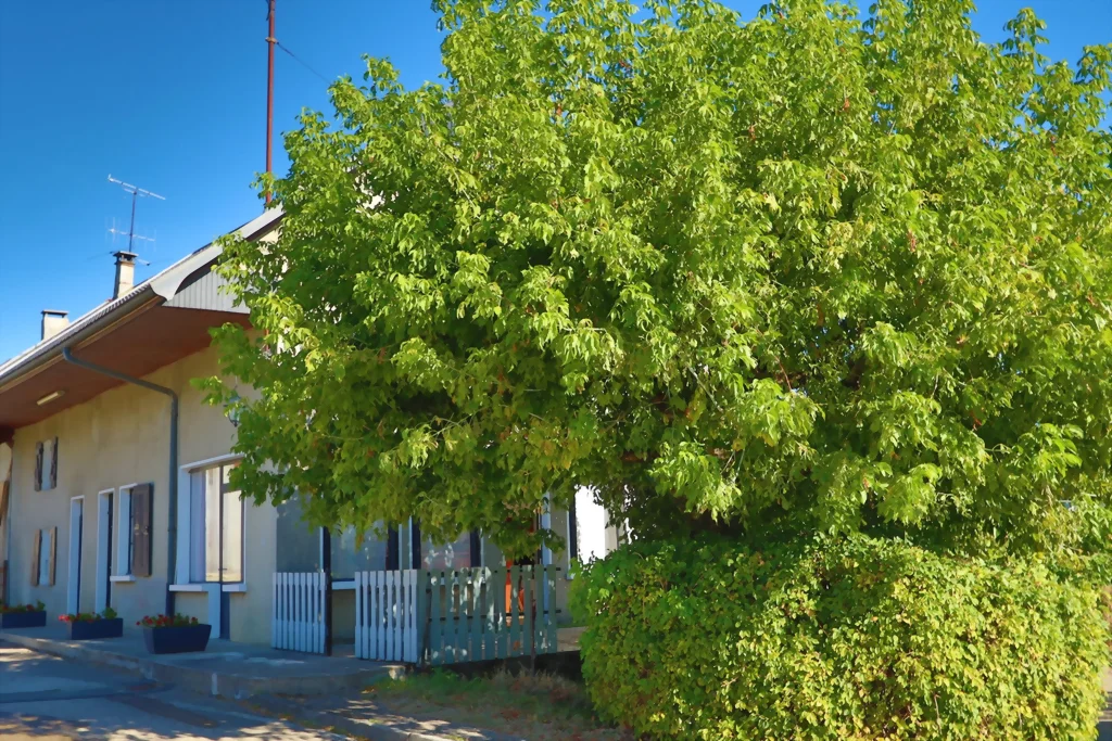 Maison de village mitoyenne à rénover à Mésigny, vue depuis la rue